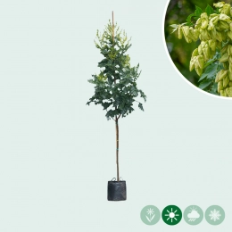 Chinesischer Lackbaum