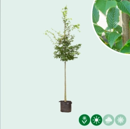 Hainbuche (Carpinus betulus)