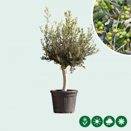 Gewöhnlicher Olivenbaum