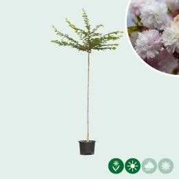 Japanische Blütenkirsche ‘Autumnalis Rosea’