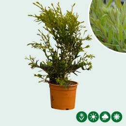 Zylinderputzer Callistemon ‘Captain Cook’