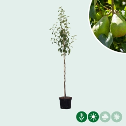 Pyrus C. Doyenne du Comice