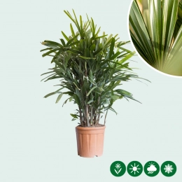 Steckenpalme