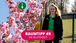 Baumtipp #8 Blütenzeit