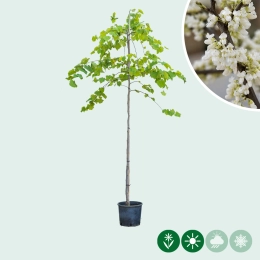 Judasbaum 'Vanilla Twist'