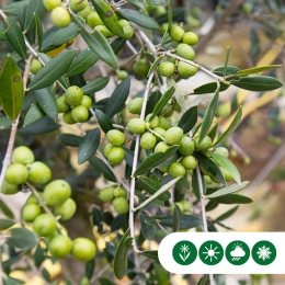 Welche Bäume bleiben im Winter grün?