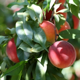 Nektarinenbaum als Spalier