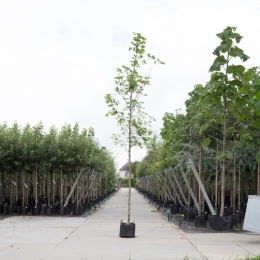 Spitzahorn (Acer platanoides 'Emerald Queen')