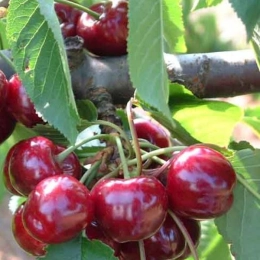 Prunus A. Bigarreau Burlat
