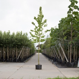 Baum-Hasel