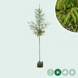 Bienenbaum
