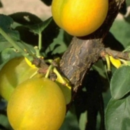 Prunus D. Reine Claude d'oullins