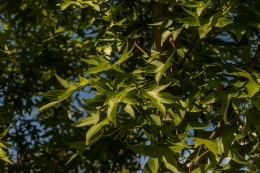 Warum fallen im Herbst Blätter vom Baum?