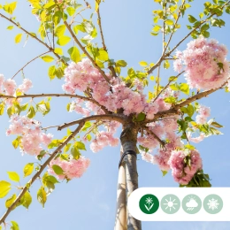 Blühende Bäume im Mai