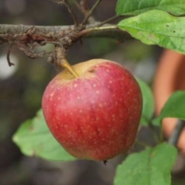 Malus D. Notarisappel