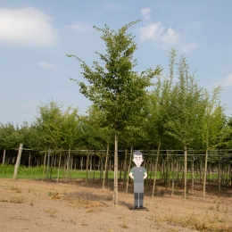 Hainbuche ausgewachsen