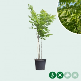 Geweihbaum