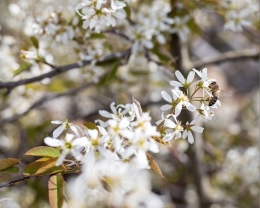 Was sind die Vor- und Nachteile einer Felsenbirne (Amelanchier)?