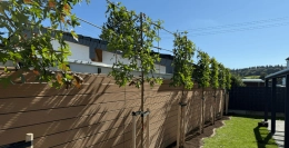 BAUMTIPP #27 | Gießen nach dem pflanzen