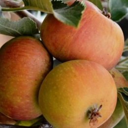 Malus D. Cox Orange Pippin
