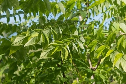 Alle Produkte in taxon_name anzeigen