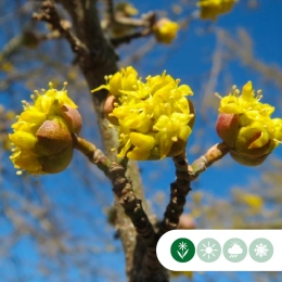 Kornelkirsche 'Cornus mas'