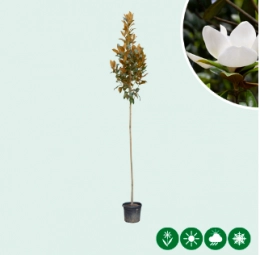 Magnolie grandiflora