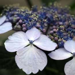 Die besten winterharten Gartenpflanzen
