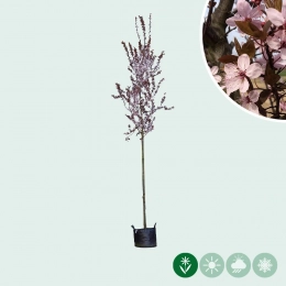 Blutpflaume Hochstamm