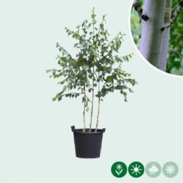 Himalaya-Birke mehrstämmig