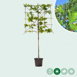 Amberbaum als Spalier