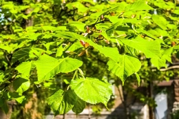 Spalierlinde