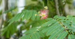 Wie und wann schneidet man einen Persischen Schlafbaum?