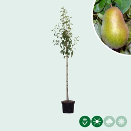 Pyrus C. Triomphe de Vienne