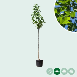 Maulbeerbaum
