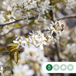 Wann bekommen die Bäume wieder Blätter?