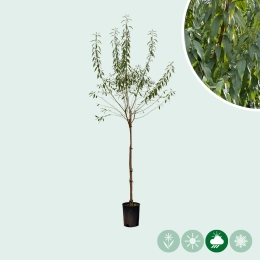 Veredelte Mandelbaum