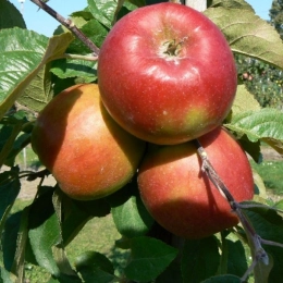 Malus D. Santana