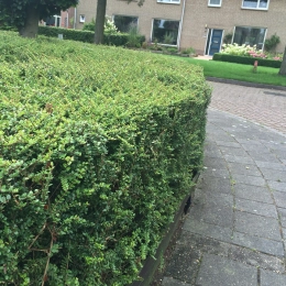 Sauerdornhecke