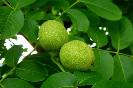 Walnussbäume