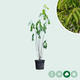 Bienenbaum mehrstämmig