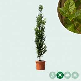 Japanische Storaxbaum