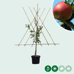 Obstbäume als Spalier