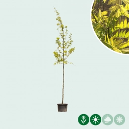 Gelber Dornenloser Lederhülsenbaum