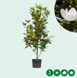 Magnolie grandiflora Solitär