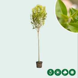 Japanischer Liguster Baum