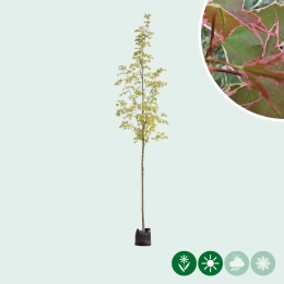 Spitzahorn 'Drummondii‘