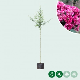 Crataegus