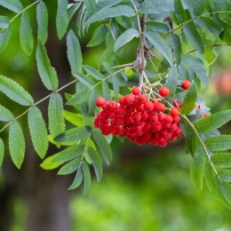 Vogelbeere mehrstämmig
