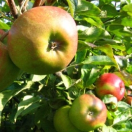 Malus D. Elstar